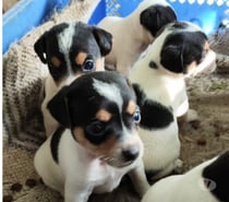 Vendo hermosos cachorritos fox terrier toy