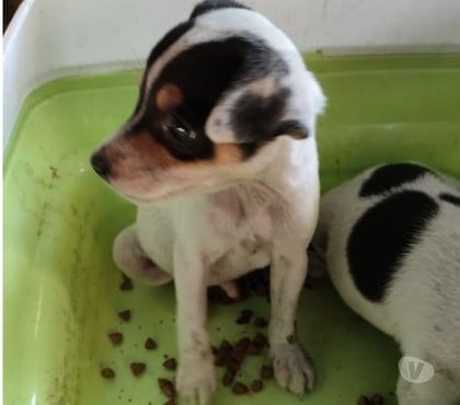 Perros en Venta Concepción Concepción - Fotos de Vendo hermoso cachorrito fox terrier toy