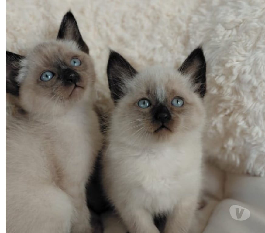 Gatos en Venta Santiago Santiago - Fotos de Gatitos Siames vacunados