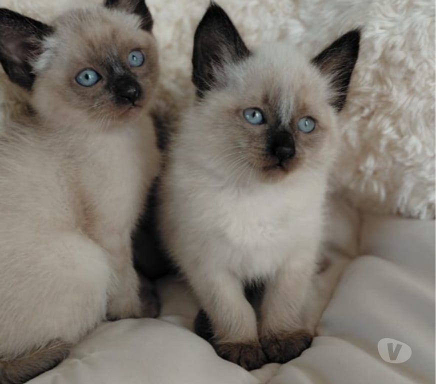 Gatos en Venta Santiago Santiago - Fotos de Gatitos Siames vacunados