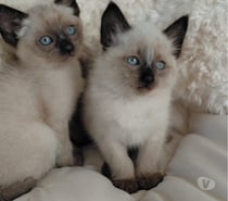 Gatitos Siames vacunados