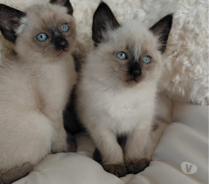 Gatos en Venta Santiago Santiago - Fotos de Gatitos Siames vacunados