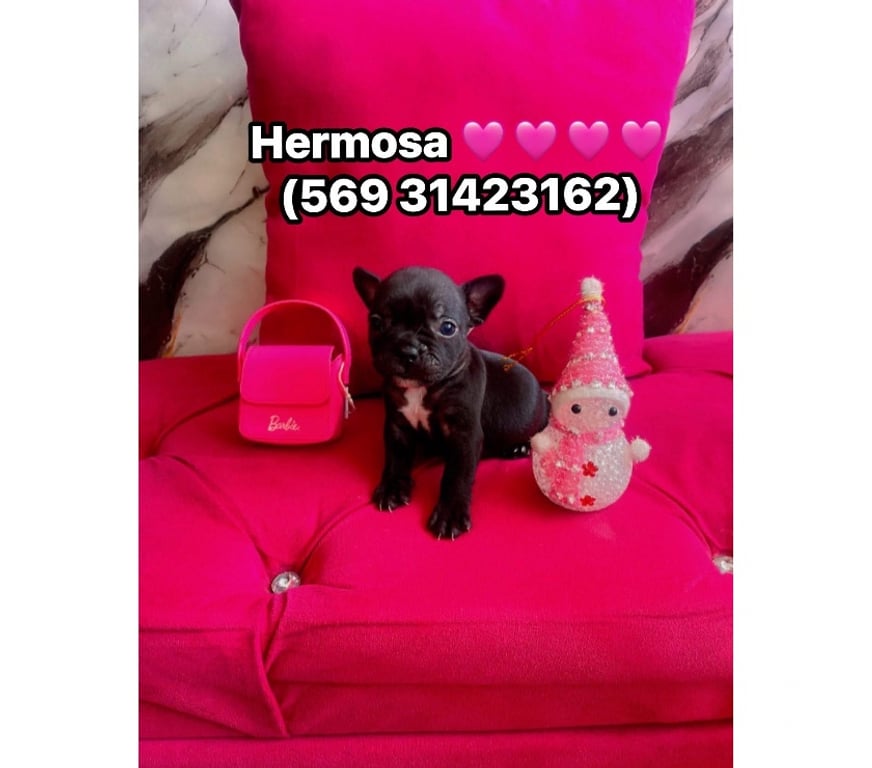 Gatos en Venta Santiago La Cisterna - Fotos de Hermosura bulldog francés