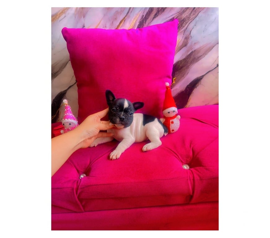 Gatos en Venta Santiago La Cisterna - Fotos de Hermosura bulldog francés