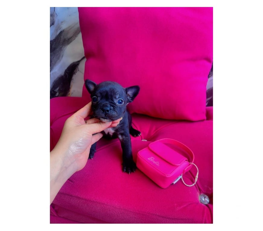 Gatos en Venta Santiago La Cisterna - Fotos de Hermosura bulldog francés