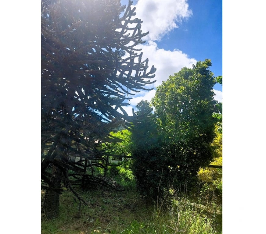 Parcelas en Venta Concepción Chiguayante - Fotos de Terreno en sector Manquimavida ,Chiguayante.