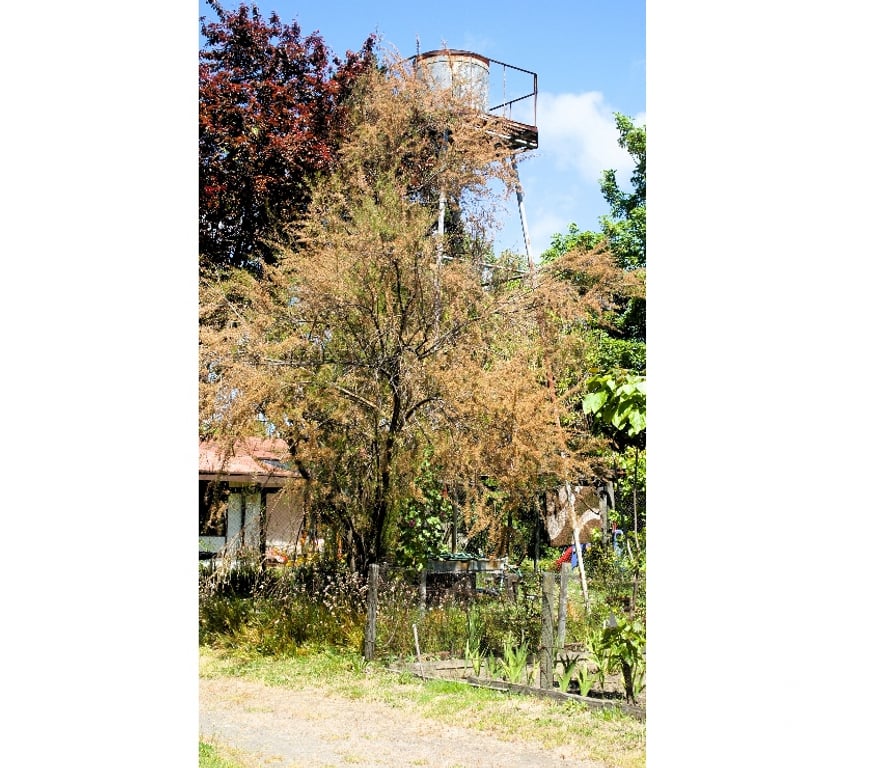 Parcelas en Venta Concepción Chiguayante - Fotos de Terreno en sector Manquimavida ,Chiguayante.