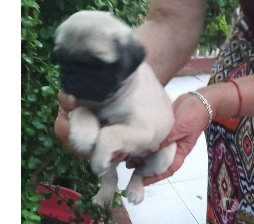 Gatos en Venta Santiago Macul - Fotos de Cachorros Pug legítimo entrega inmediata