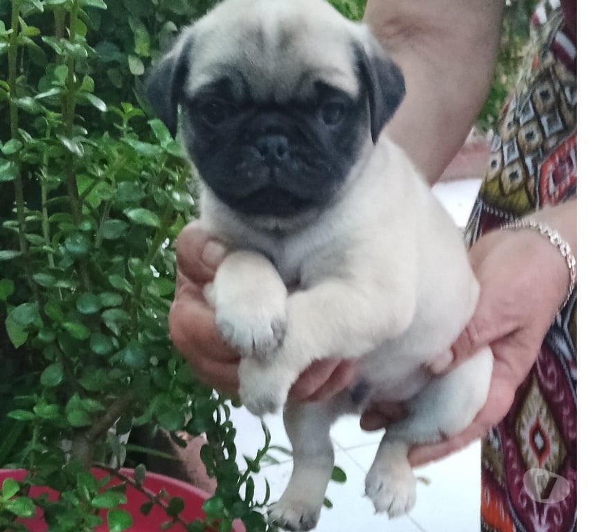 Gatos en Venta Santiago Macul - Fotos de Cachorros Pug legítimo entrega inmediata