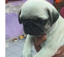 Cachorros Pug legítimo entrega inmediata