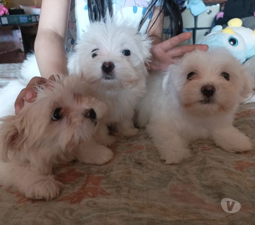 Gatos en Venta Elqui Conquimbo - Fotos de Maltés en Venta — Coquimbo