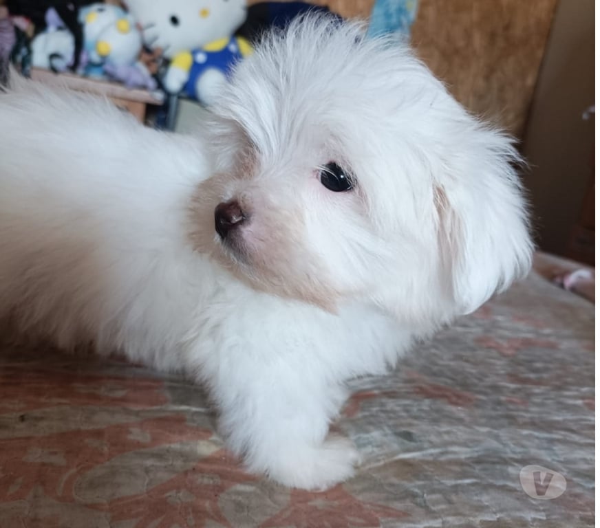 Gatos en Venta Elqui Conquimbo - Fotos de Maltés en Venta — Coquimbo