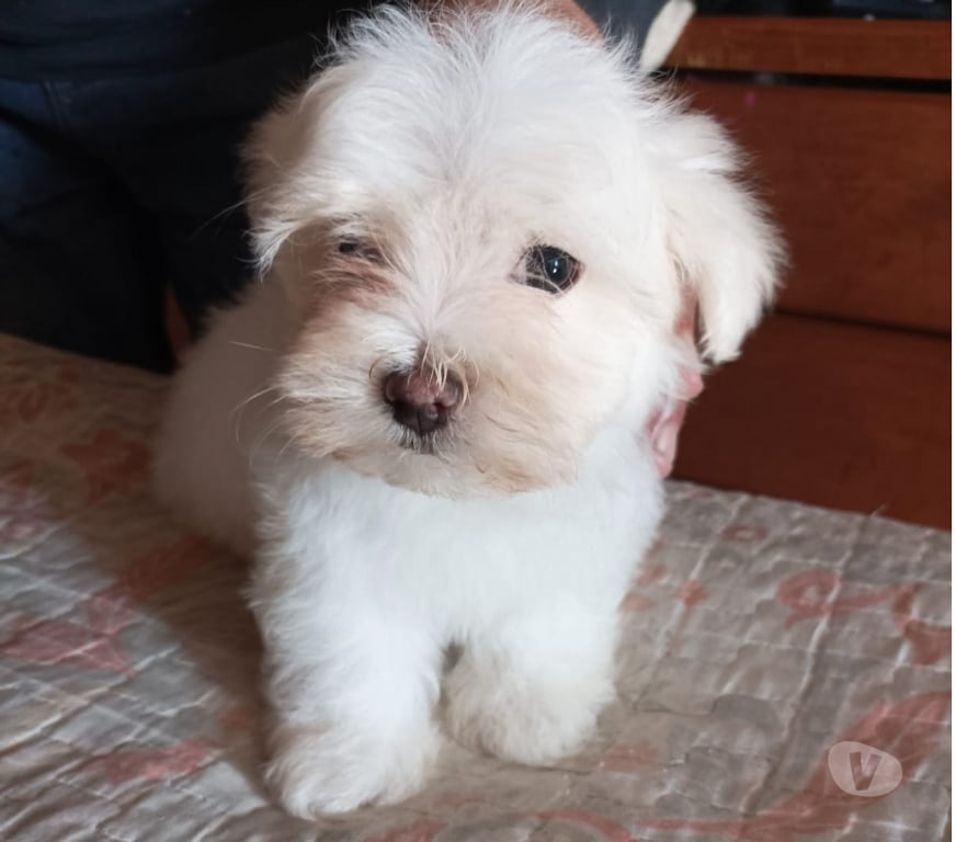 Gatos en Venta Elqui Conquimbo - Fotos de Maltés en Venta — Coquimbo