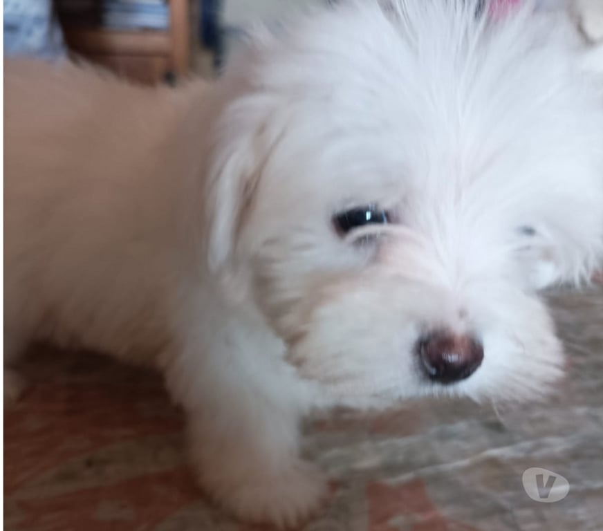 Gatos en Venta Elqui Conquimbo - Fotos de Maltés en Venta — Coquimbo