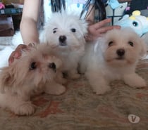 Maltés en Venta — Coquimbo