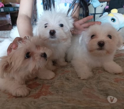 Gatos en Venta Conquimbo Elqui - Fotos de Maltés en Venta — Coquimbo