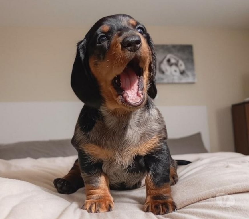 Gatos en Venta Santiago Las Condes - Fotos de Cachorros Dachshund (Salchichas), Inscritos en Kennel Club