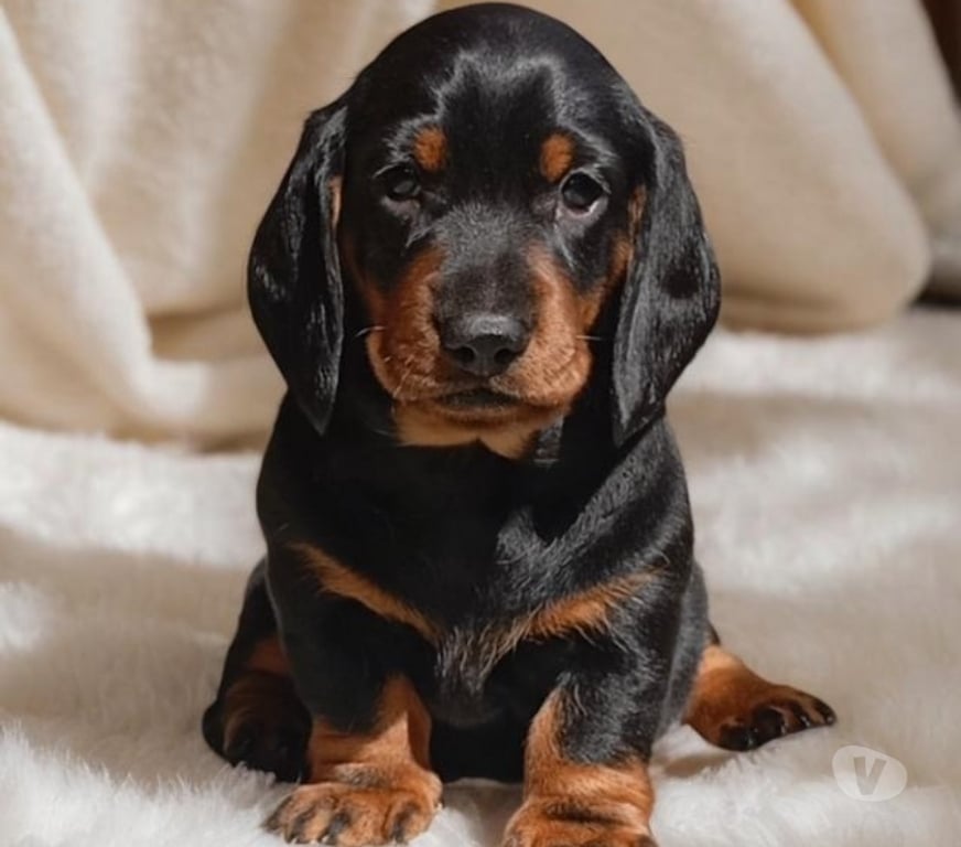 Gatos en Venta Santiago Las Condes - Fotos de Cachorros Dachshund (Salchichas), Inscritos en Kennel Club