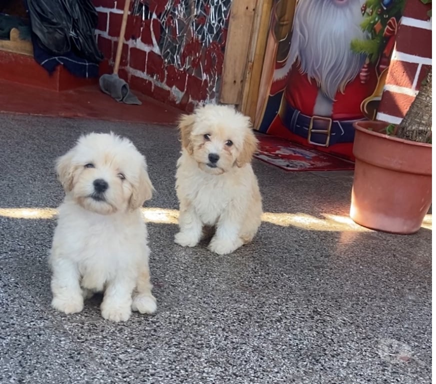 Gatos en Venta Santiago La Pintana - Fotos de Bellos maltipoo