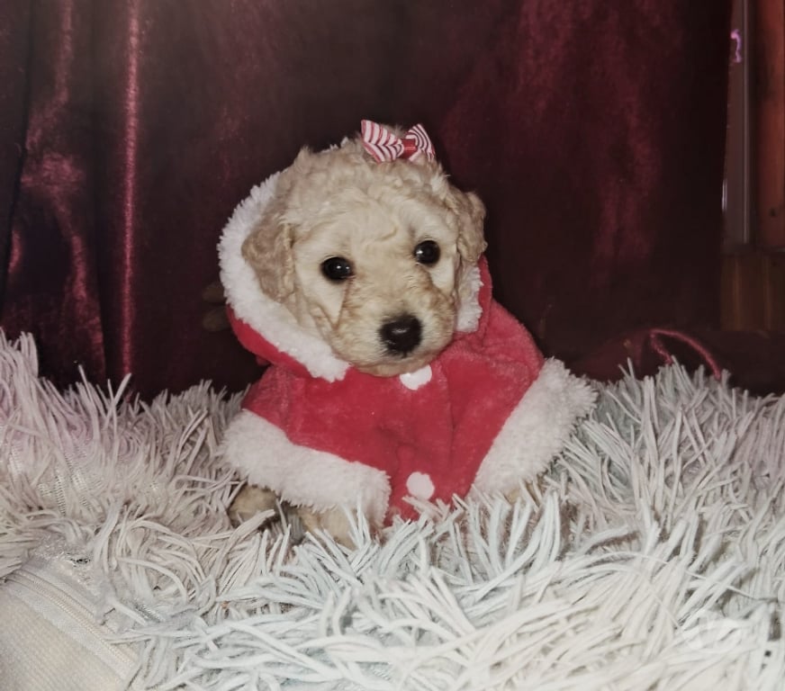 Gatos en Venta Maipo San Bernardo - Fotos de Poodle toys y más disponibles...