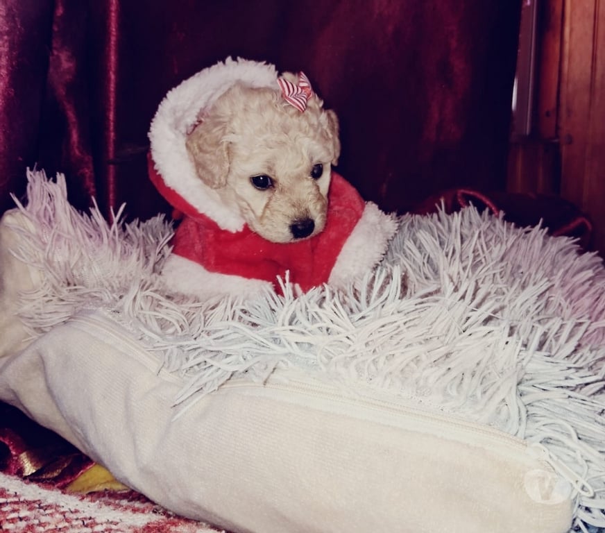 Gatos en Venta Maipo San Bernardo - Fotos de Poodle toys y más disponibles...