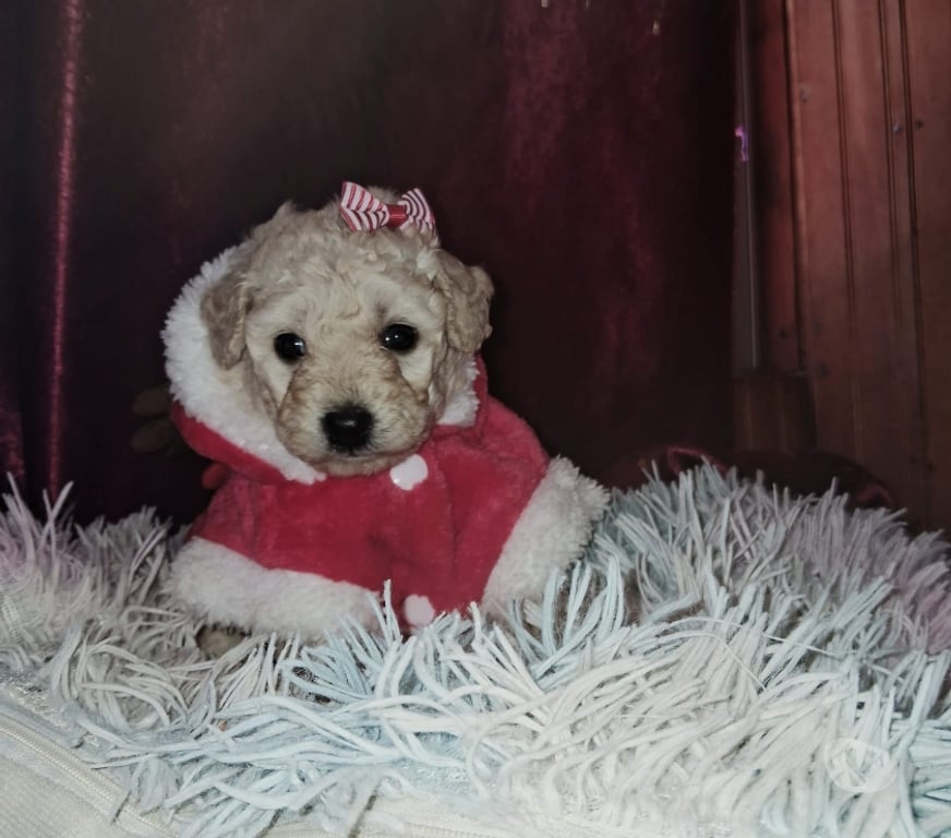 Gatos en Venta Maipo San Bernardo - Fotos de Poodle toys y más disponibles...