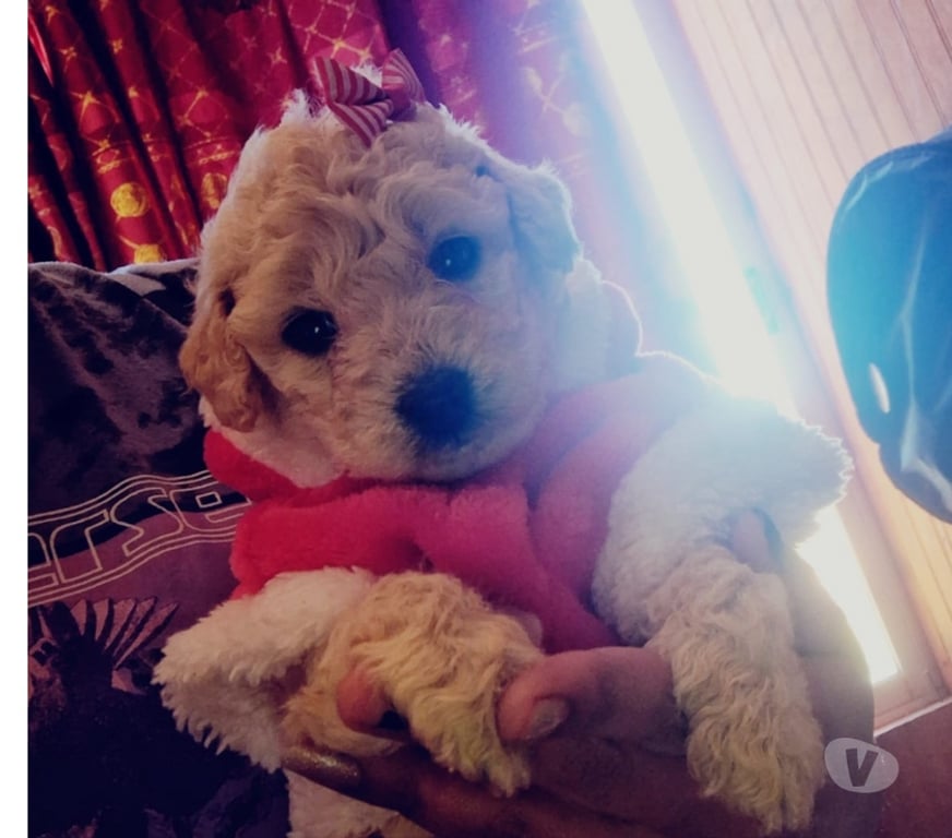 Gatos en Venta Maipo San Bernardo - Fotos de Poodle toys y más disponibles...