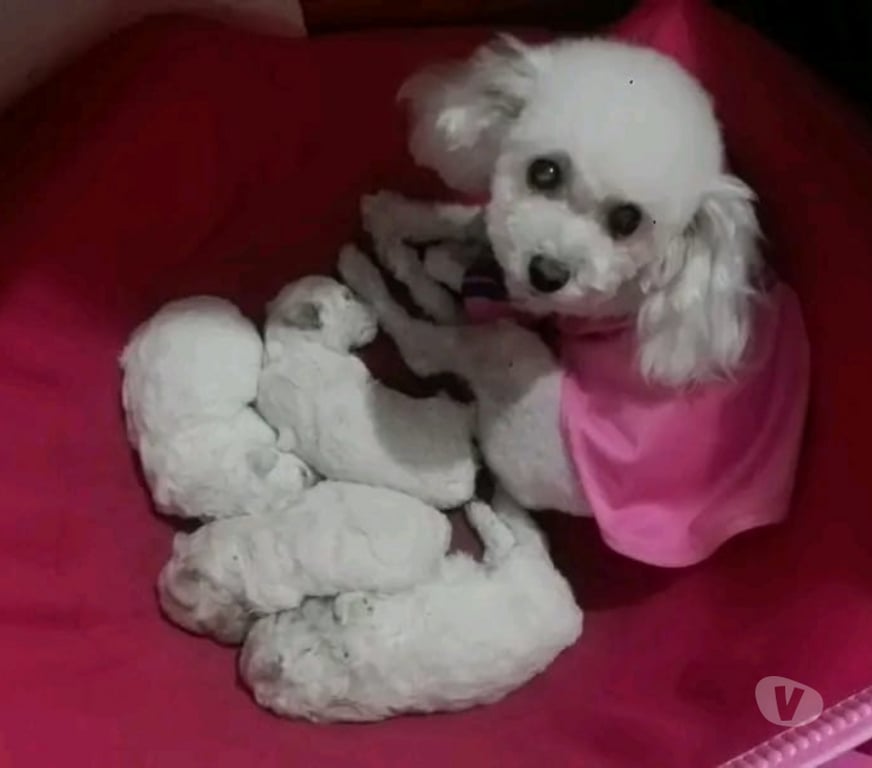 Gatos en Venta Maipo San Bernardo - Fotos de Poodle toys y más disponibles...