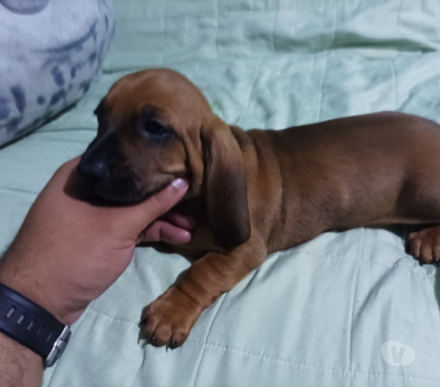 Gatos en Venta Santiago La Florida - Fotos de Salchicha disponible. Entrega inmediata