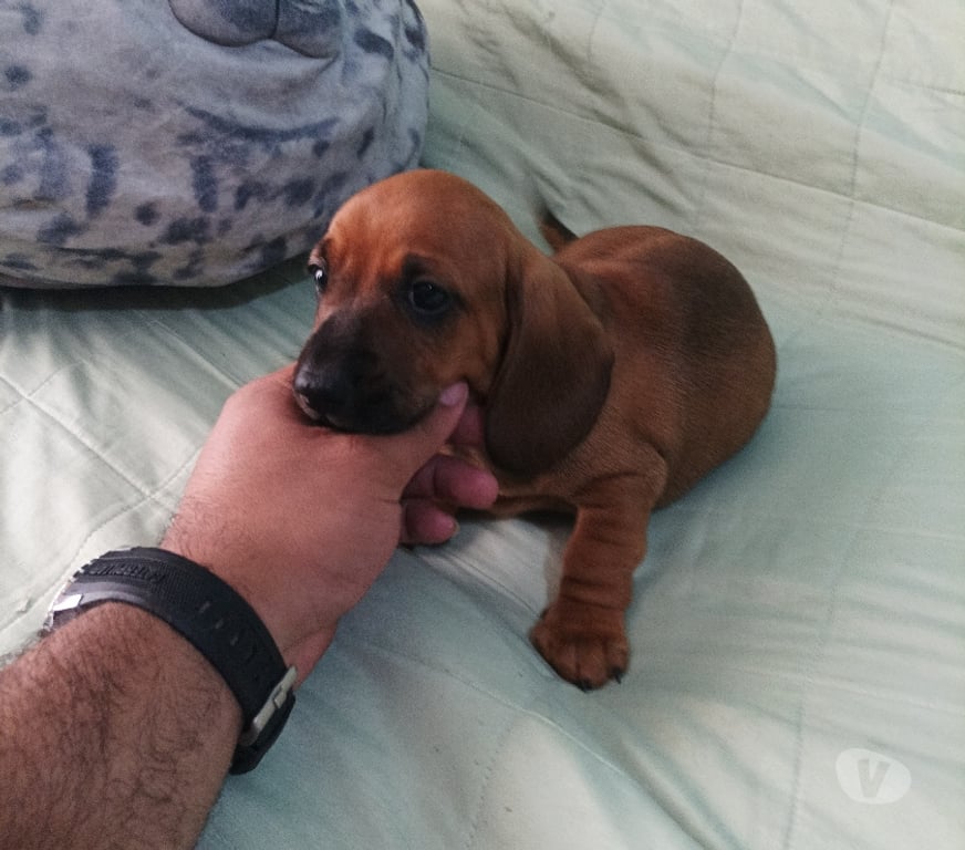 Gatos en Venta Santiago La Florida - Fotos de Salchicha disponible. Entrega inmediata