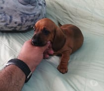 Salchicha disponible. Entrega inmediata