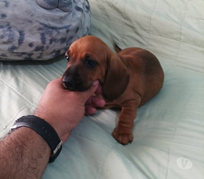 Gatos en Venta La Florida Santiago - Fotos de Salchicha disponible. Entrega inmediata