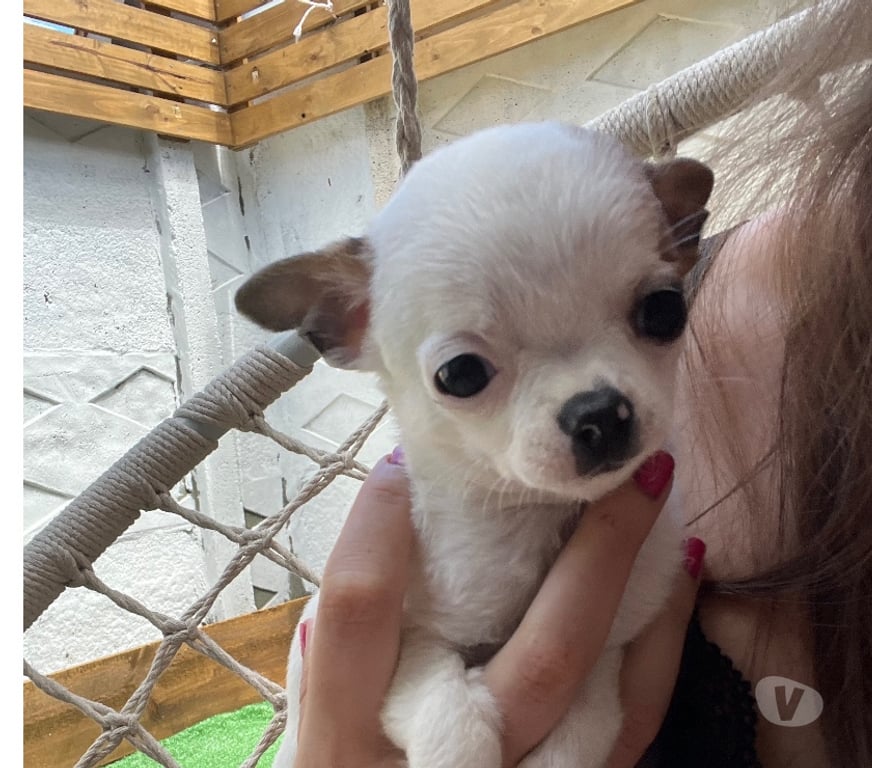 Gatos en Venta Cautín Lautaro - Fotos de Preciosos chihuahuas