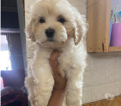 Mascotas en Venta La Pintana Santiago - Fotos de Bello Bichon maltés