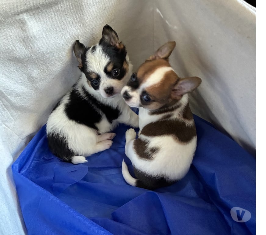 Gatos en Venta Santiago Maipú - Fotos de Chihuahuas Pelo largo y Pelo corto