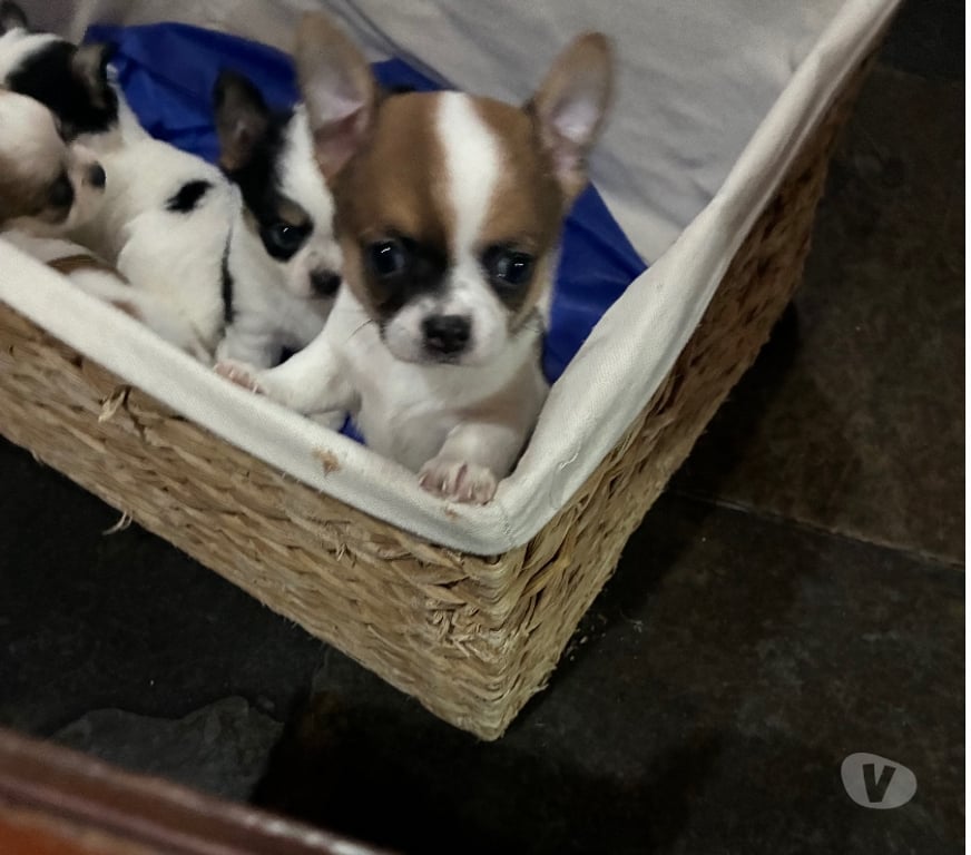 Gatos en Venta Santiago Maipú - Fotos de Chihuahuas Pelo largo y Pelo corto