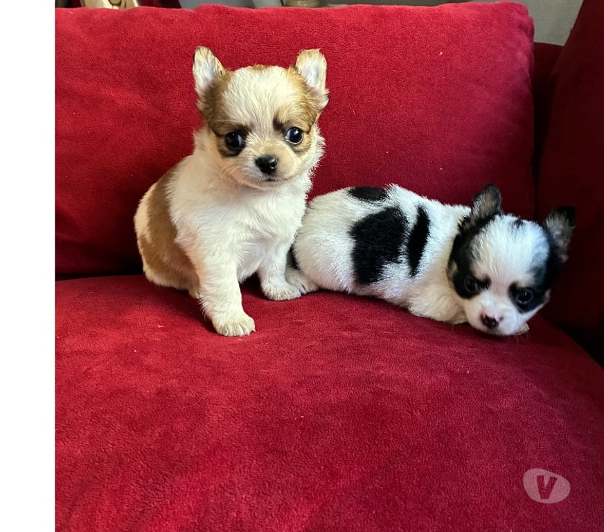Gatos en Venta Santiago Maipú - Fotos de Chihuahuas Pelo largo y Pelo corto