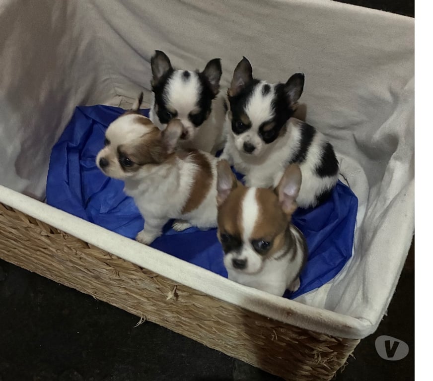 Gatos en Venta Santiago Maipú - Fotos de Chihuahuas Pelo largo y Pelo corto