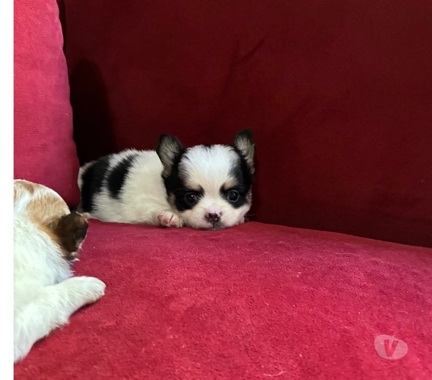 Gatos en Venta Santiago Maipú - Fotos de Chihuahuas Pelo largo y Pelo corto