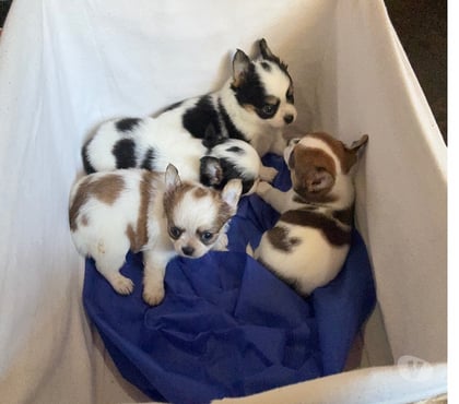 Mascotas en Venta Maipú Santiago - Fotos de Chihuahuas Pelo largo y Pelo corto