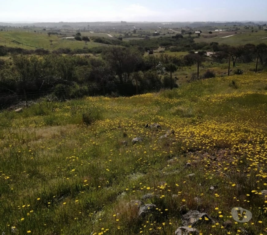 Parcelas en Venta Cardenal Caro Litueche - Fotos de Parcela 5000mts2 Litueche Solo al Contado !