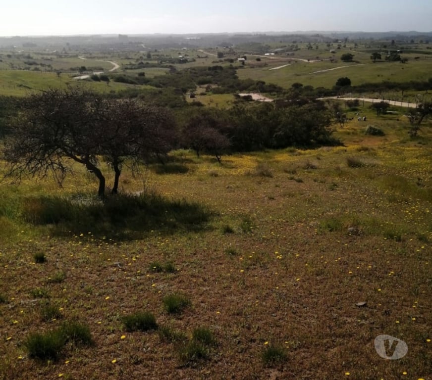Parcelas en Venta Cardenal Caro Litueche - Fotos de Parcela 5000mts2 Litueche Solo al Contado !