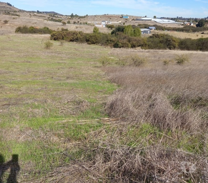 Parcelas en Venta Cardenal Caro Litueche - Fotos de Parcela 5000 mts2 Litueche , Solo al Contado !