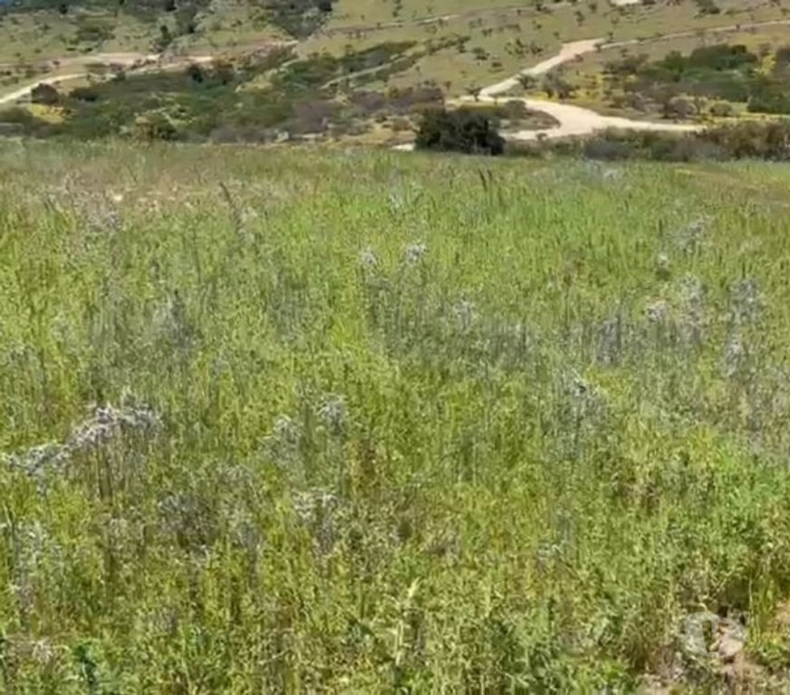 Parcelas en Venta Cardenal Caro Litueche - Fotos de Parcela 5000mts2 Los Boldos de Litueche solo Contado!