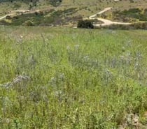 Fotos de Parcela 5000mts2 Los Boldos de Litueche solo Contado!