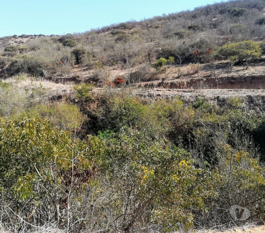 Parcelas en Venta Quillota Limache - Fotos de PARCELA CAMINO LOS LAURELES, LIMACHE