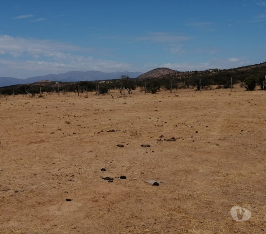 Parcelas en Venta Quillota Limache - Fotos de PARCELA PLANA SECTOR LOS BORRISQUEROS LIMACHE.