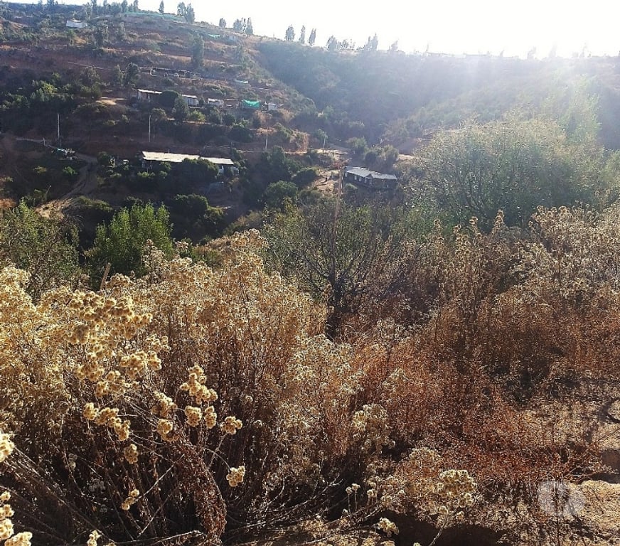 Parcelas en Venta Quillota Limache - Fotos de PARCELA 5000 MT2 FUNDO EL LEBU