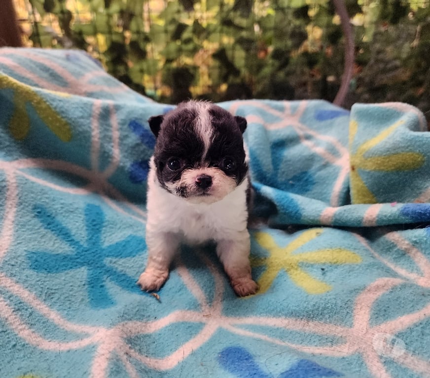 Gatos en Venta San Antonio El Tabo - Fotos de Chihuahuas mini manzanitas