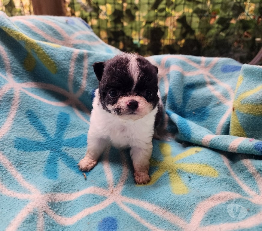 Gatos en Venta San Antonio El Tabo - Fotos de Chihuahuas mini manzanitas